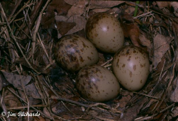 Photo (11): American Woodcock