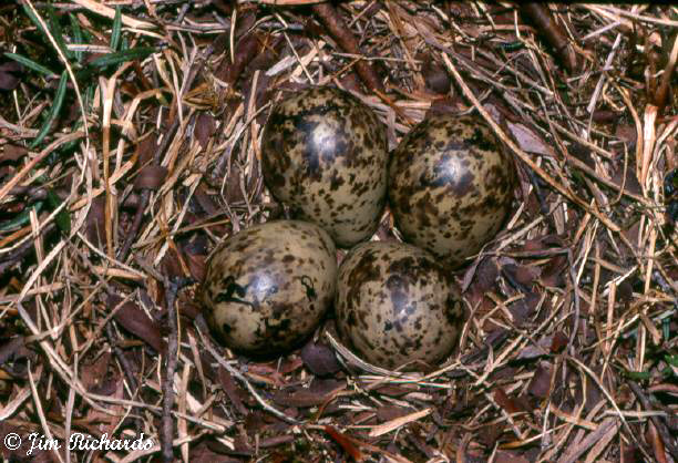 Photo (20): Wilson's Snipe