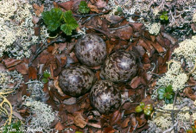 Photo (22): Upland Sandpiper