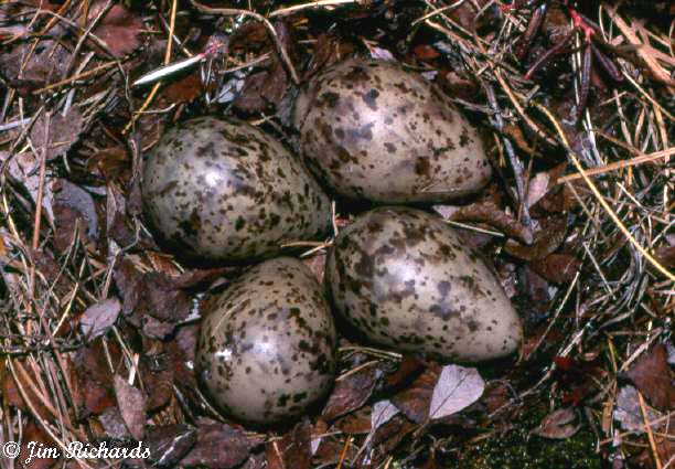 Photo (7): Short-billed Dowitcher