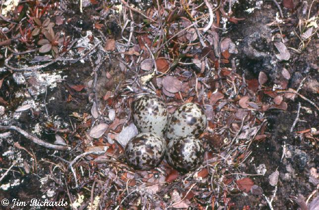 Photo (22): Stilt Sandpiper