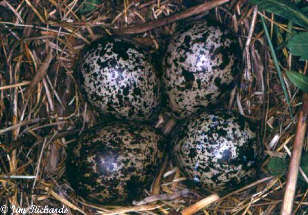 Photo (10): Wilson's Phalarope