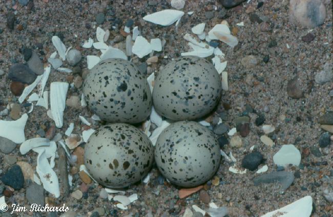 Photo (22): Piping Plover