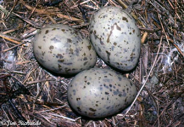 Photo (20): Herring Gull