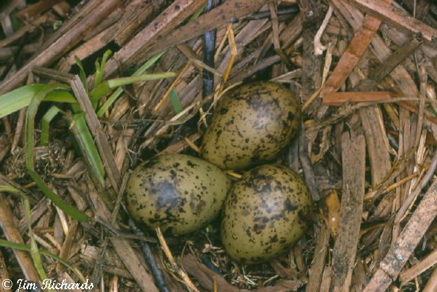 Photo (19): Little Gull