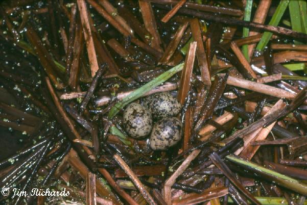 Photo (18): Black Tern