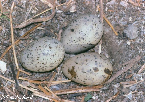 Photo (20): Caspian Tern