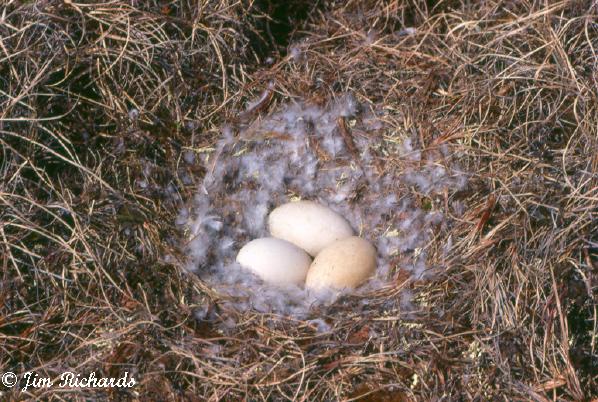 Photo (24): Snow Goose