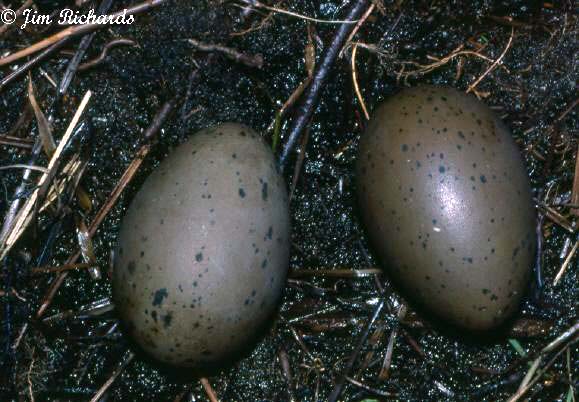 Photo (21): Common Loon