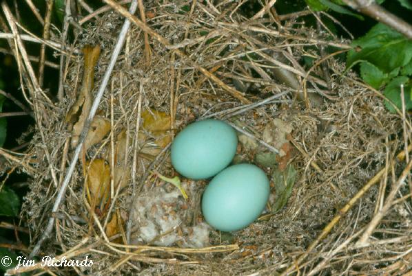 Photo (19): Black-billed Cuckoo