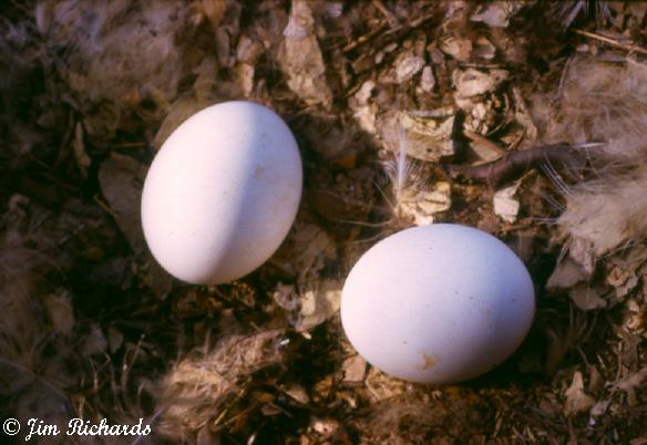 Photo (24): Great Horned Owl