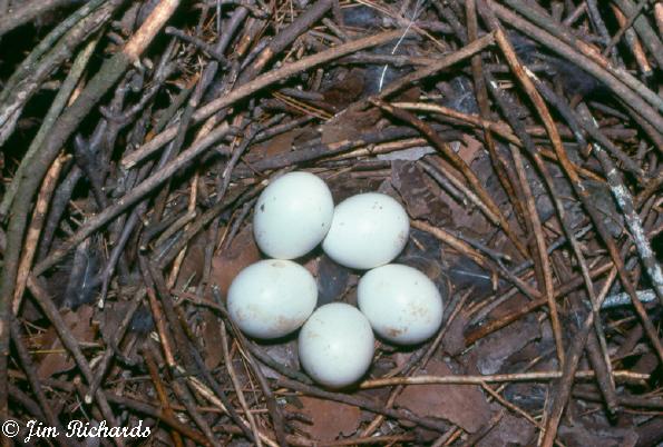 Photo (25): Long-eared Owl