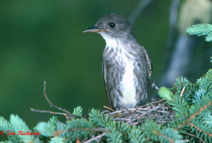 Photo (9): Olive-sided Flycatcher