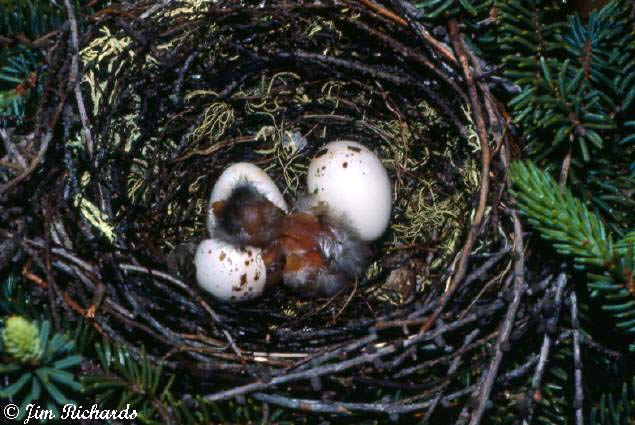 Photo (22): Olive-sided Flycatcher