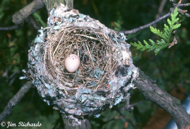 Photo (23): Eastern Wood-Pewee