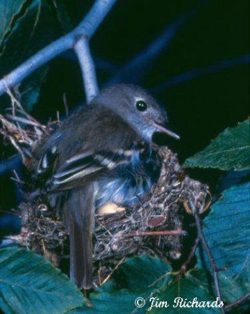 Photo (11): Acadian Flycatcher