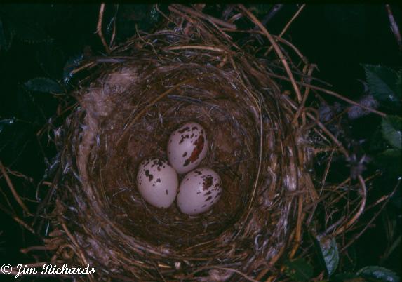 Photo (24): Eastern Kingbird