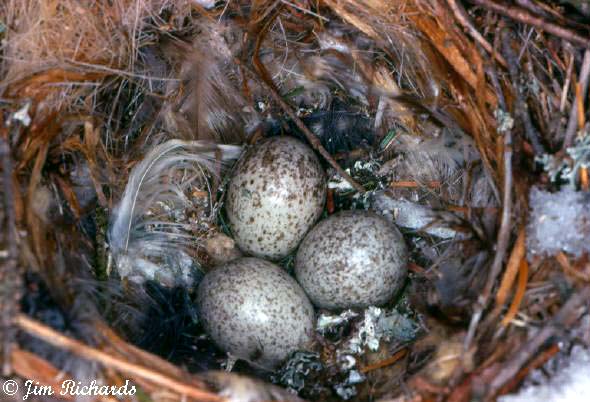 Photo (11): Gray Jay
