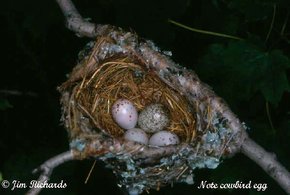 Photo (25): Yellow-throated Vireo