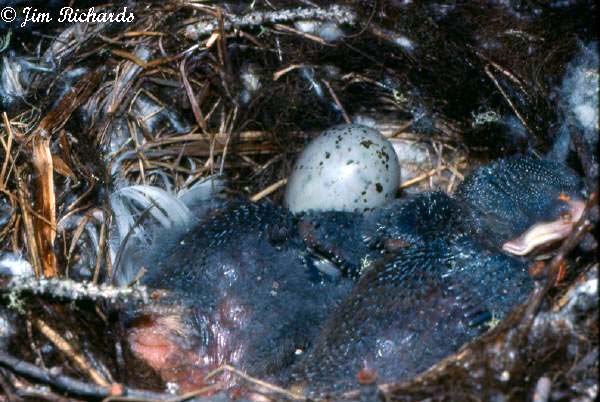 Photo (15): Bohemian Waxwing