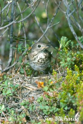 Photo (13): Gray-cheeked Thrush