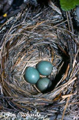 Photo (14): Gray-cheeked Thrush