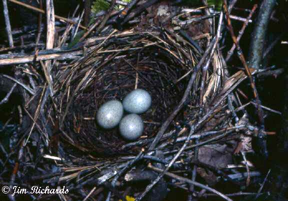 Photo (23): Brown Thrasher