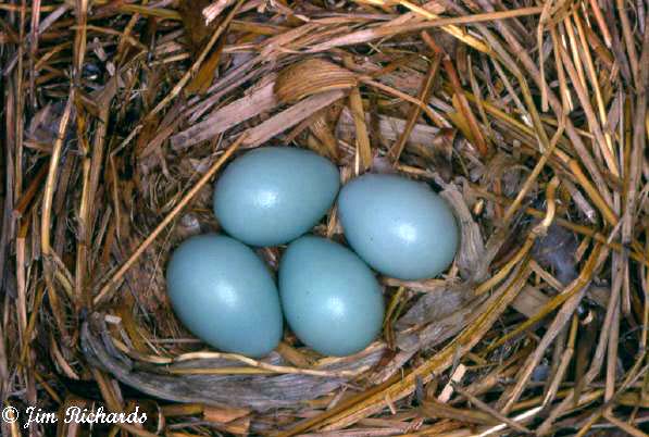 Photo (27): European Starling
