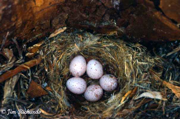 Photo (22): Brown Creeper