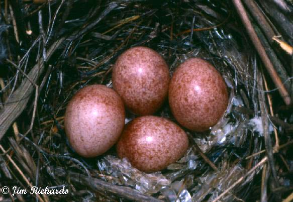 Photo (31): House Wren