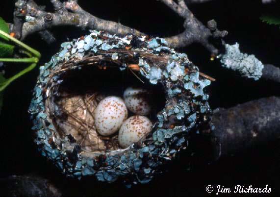 Photo (24): Blue-gray Gnatcatcher