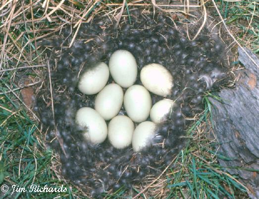 Photo (23): Northern Pintail