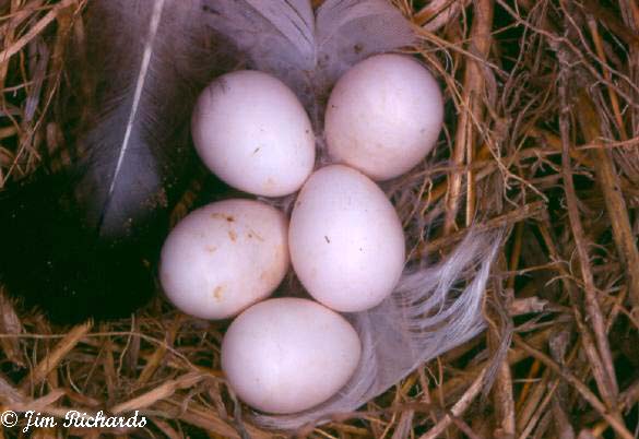 Photo (21): Bank Swallow