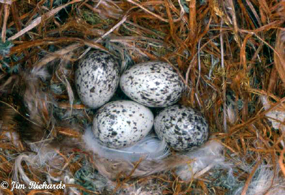 Photo (21): House Sparrow