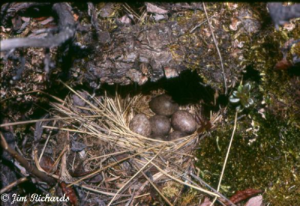Photo (23): American Pipit