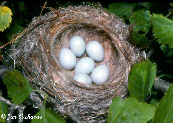 Photo (23): American Goldfinch