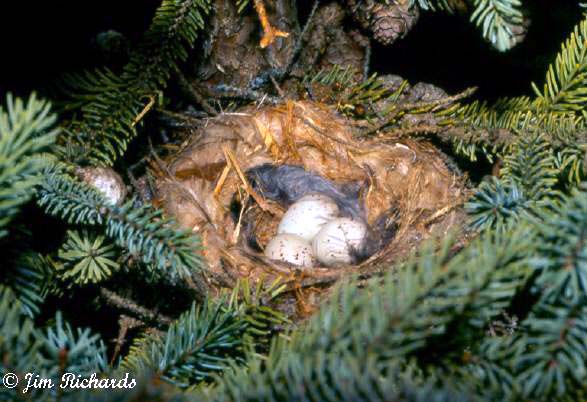 Photo (6): White-winged Crossbill