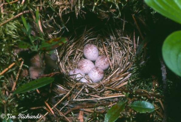 Photo (11): Tennessee Warbler