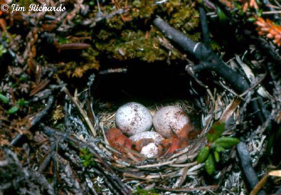 Photo (27): Orange-crowned Warbler