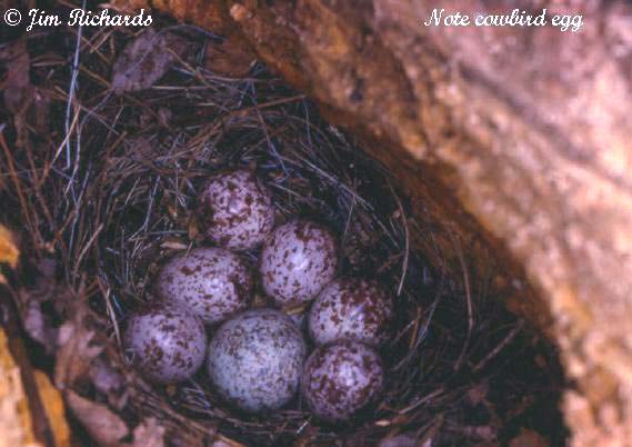Photo (23): Prairie Warbler