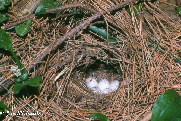 Photo (25): Ovenbird