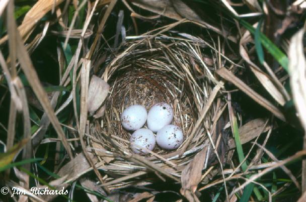 Photo (23): Common Yellowthroat