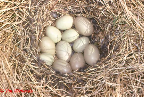 Photo (16): Greater Scaup