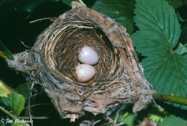 Photo (22): Hooded Warbler