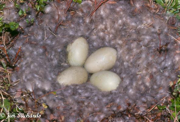Photo (9): Common Eider