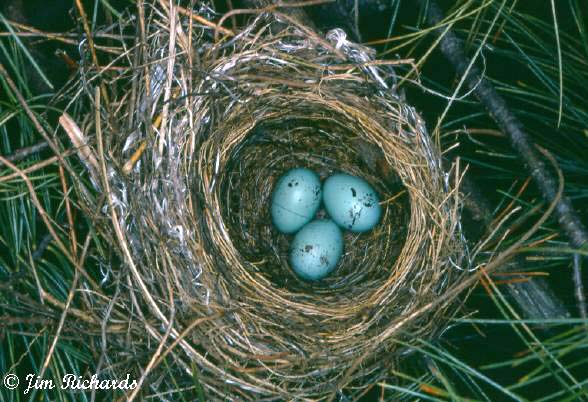 Photo (24): Chipping Sparrow
