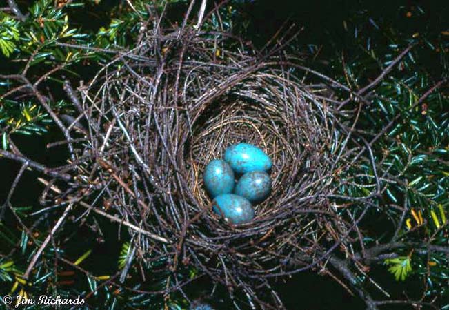 Photo (27): Scarlet Tanager