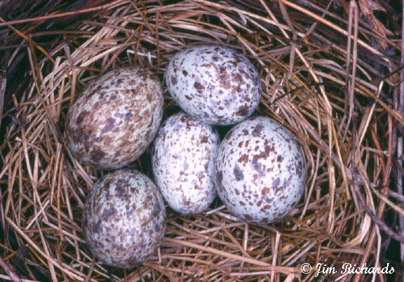 Photo (27): Northern Cardinal