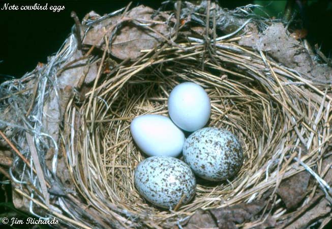 Photo (25): Indigo Bunting