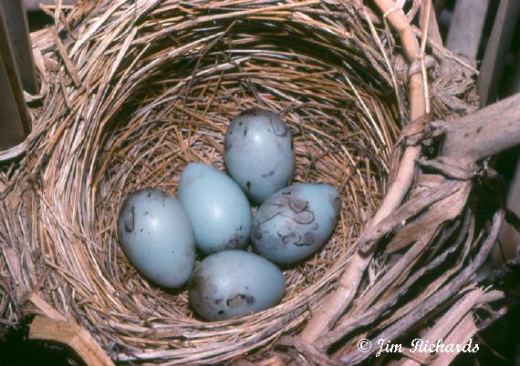 Photo (23): Red-winged Blackbird